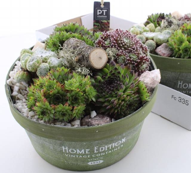 <h4>ARR SEMPERVIVUM</h4>
