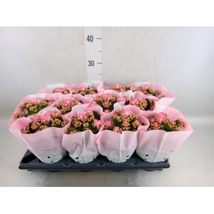 Kalanchoe blos.   ..rosebud