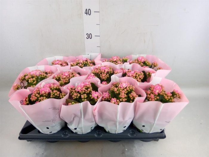 <h4>Kalanchoe blos.   ..rosebud</h4>