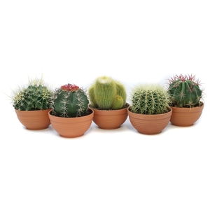 Cactus canarias schaal 17 cm