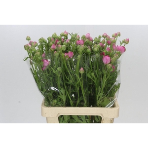 Ranunculus Natura Moderna Dolce