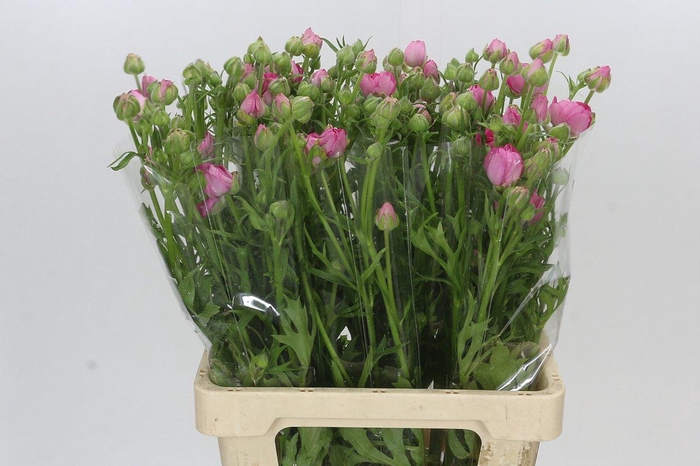 <h4>Ranunculus Natura Moderna Dolce</h4>