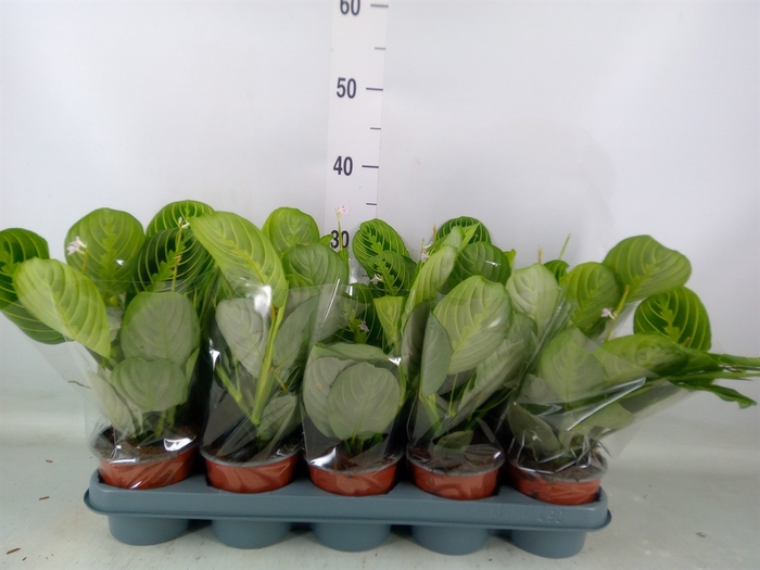 <h4>Maranta leuc. 'Lemon'</h4>
