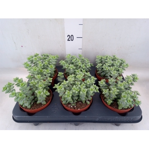 Crassula perforata