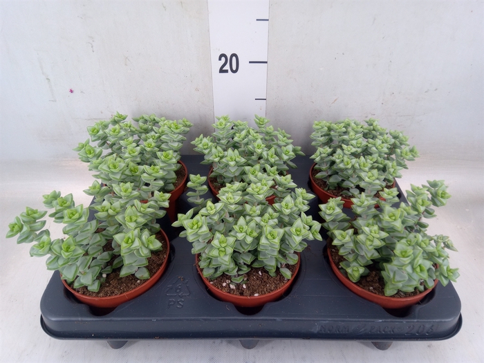 <h4>Crassula perforata</h4>