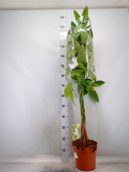 <h4>Pachira aquatica</h4>