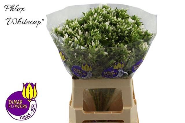 <h4>PHLOX P WHITECAP</h4>