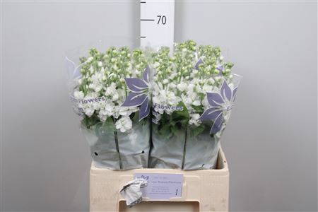 <h4>Matth Aida White</h4>