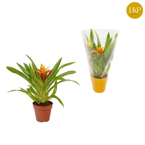 Guzmania Flava Geel (Met Hoes)