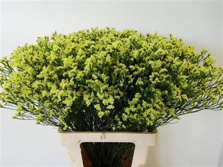 <h4>Lim Sin Pineapple Diamond</h4>
