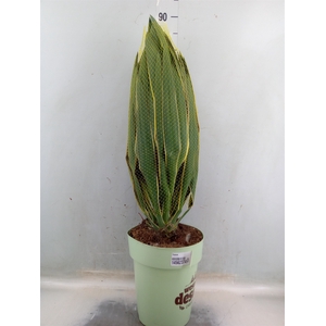 Yucca