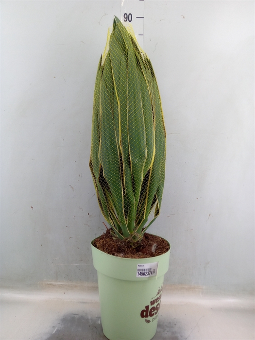 <h4>Yucca</h4>