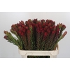 Leucadendron Safari Sunset