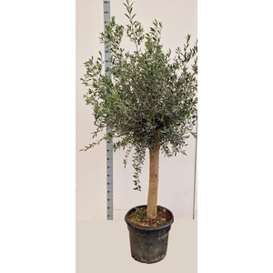 OLEA EUROPAEA