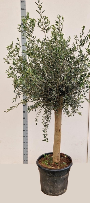 <h4>OLEA EUROPAEA</h4>