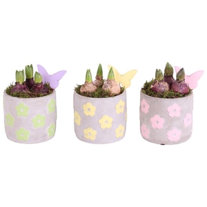 Bulbs Arr. Hyacint Ceramic Pot Flowers Green/Yellow/Pink Ø14cm