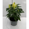 CAPSICUM ANNUUM  p6 Yellow/red