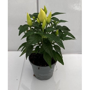 CAPSICUM ANNUUM  p6 Yellow/red