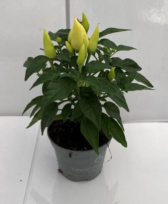 <h4>CAPSICUM ANNUUM  p6 Yellow/red</h4>