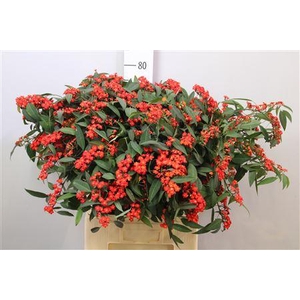 Euph F T Red Surpris