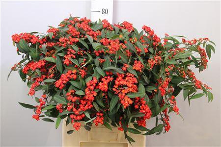 <h4>Euph F T Red Surpris</h4>