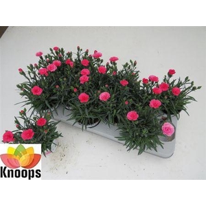 Dianthus I Love You