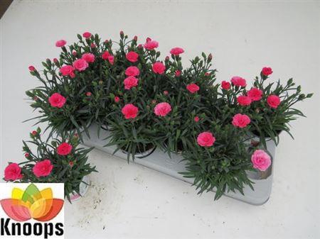<h4>Dianthus I Love You</h4>