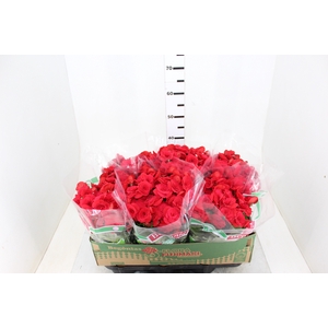 BEGONIA BALADIN P15