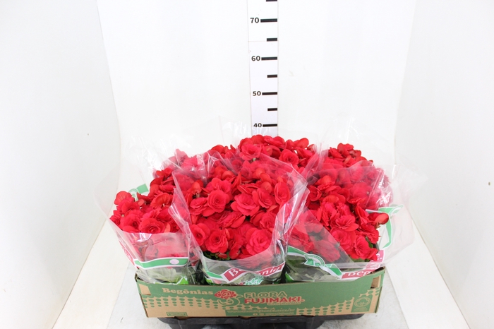 BEGONIA BALADIN P15