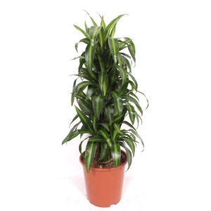 Dracaena Hawaiian Sunshine