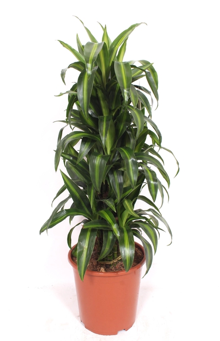 <h4>Dracaena Hawaiian Sunshine</h4>