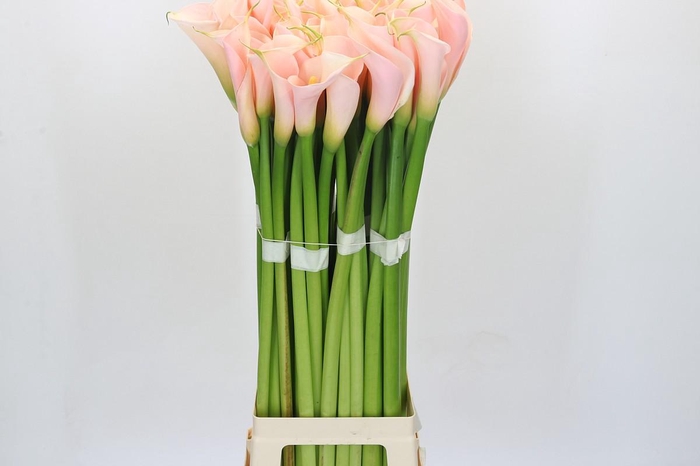 <h4>Zantedeschia Eydolls Salmon</h4>