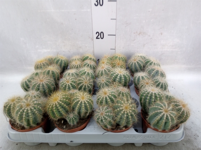 <h4>Cactus   ...</h4>