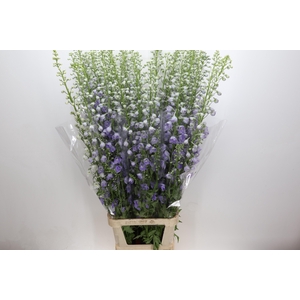Delph Du Elatum Candle Lavender Shades
