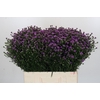 Aster Baby Pink