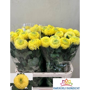 CHR G YELLOW BORIS B