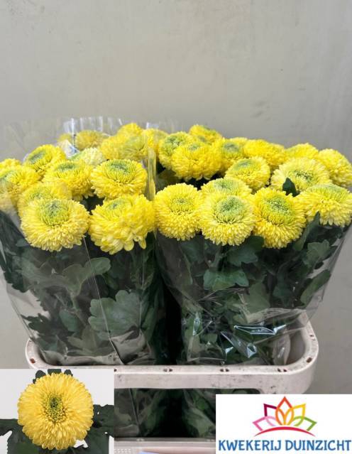 <h4>CHR G YELLOW BORIS B</h4>