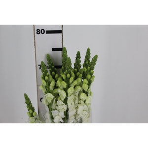 B. DE L MONACO WHITE 070 CM