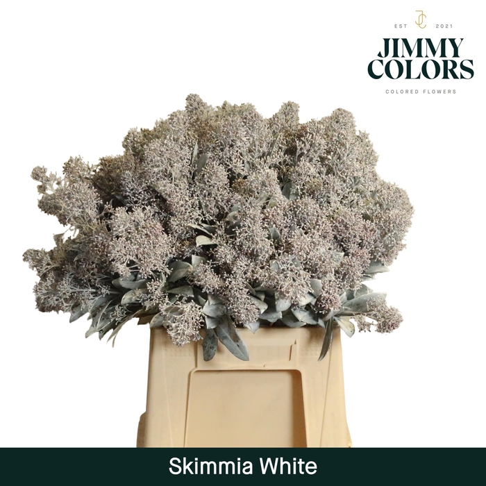 <h4>Skimmia Per Bos L45 Klbh. Wit</h4>