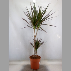 Dracaena marg. 'Magenta'