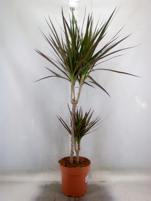 <h4>Dracaena marg. 'Magenta'</h4>