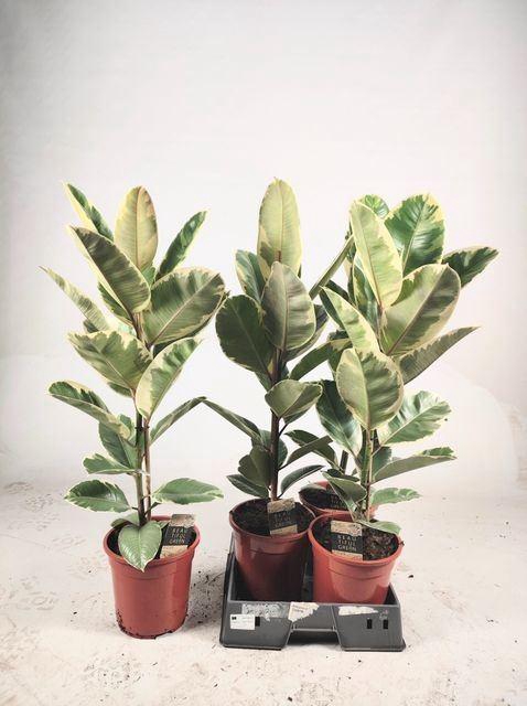 <h4>Ficus elastica 'Tineke'</h4>
