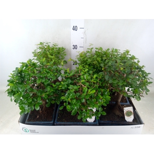 Bonsai   ...mix