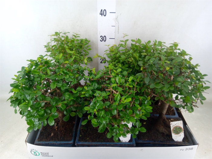 <h4>Bonsai   ...mix</h4>