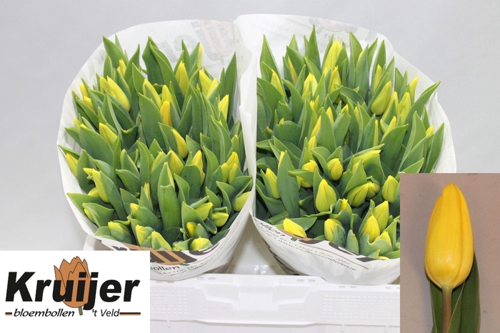 <h4>TU EN STRONG GOLD</h4>