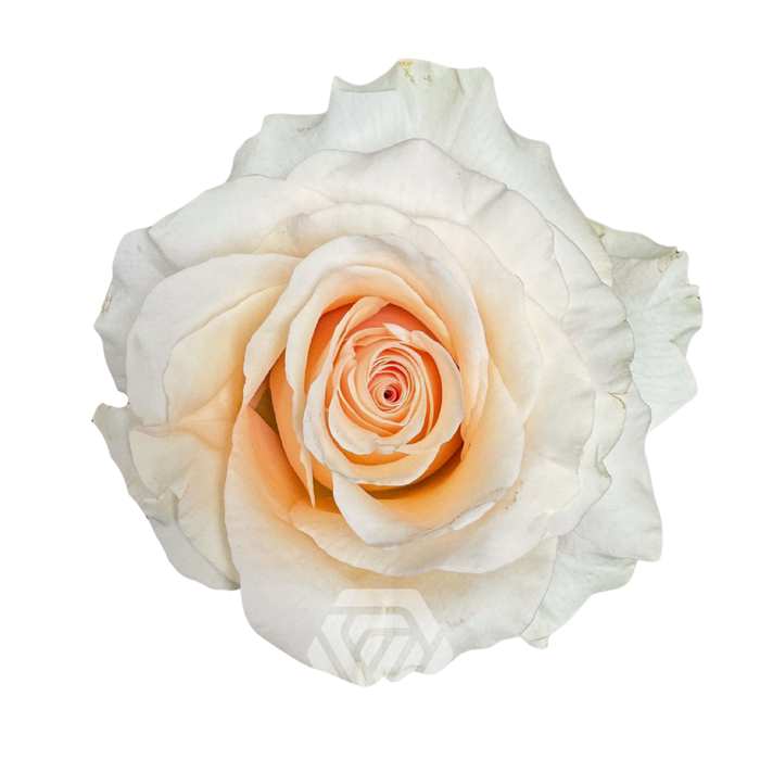 <h4>R GR FANCY DREAMS</h4>