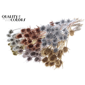 Cardi Distel Natural 10pc/bunch 55cm Metallic Mix