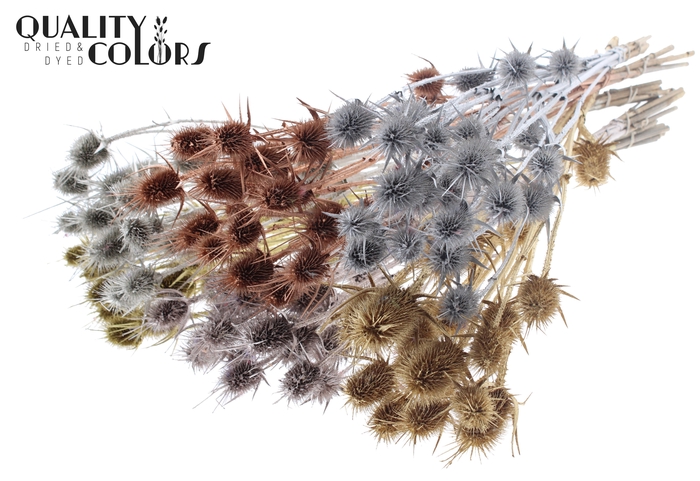 <h4>Cardi Distel Natural 10pc/bunch 55cm Metallic Mix</h4>