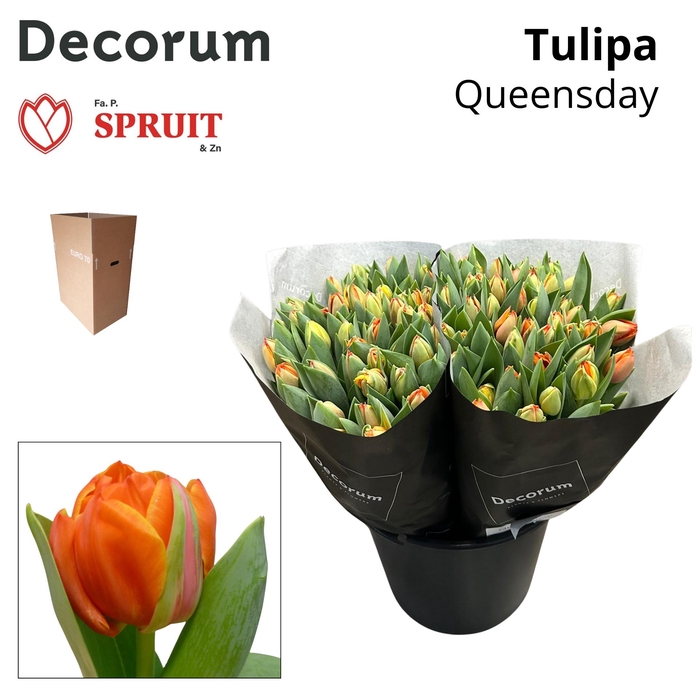 <h4>TU DU QUEENSDAY Aqua Box 100</h4>