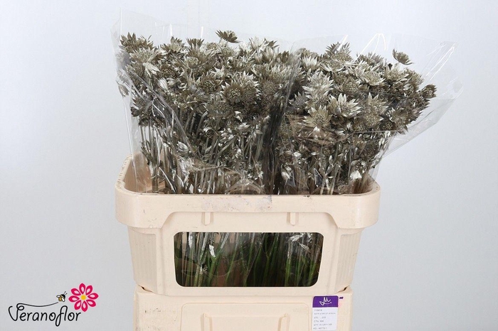 <h4>SNIJBLOEMEN KLB H%</h4>